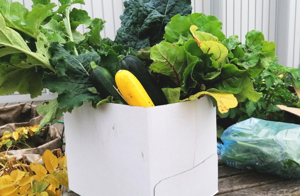 Photo showing veg box ready for An Clachan Cafe. Grown in garden on fourth floor of college