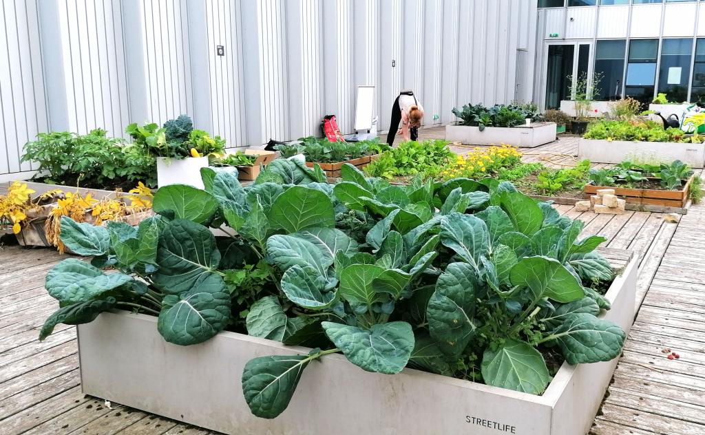 Photo showing Jackie McMaster at work in vegetable garden on fourth floor of college