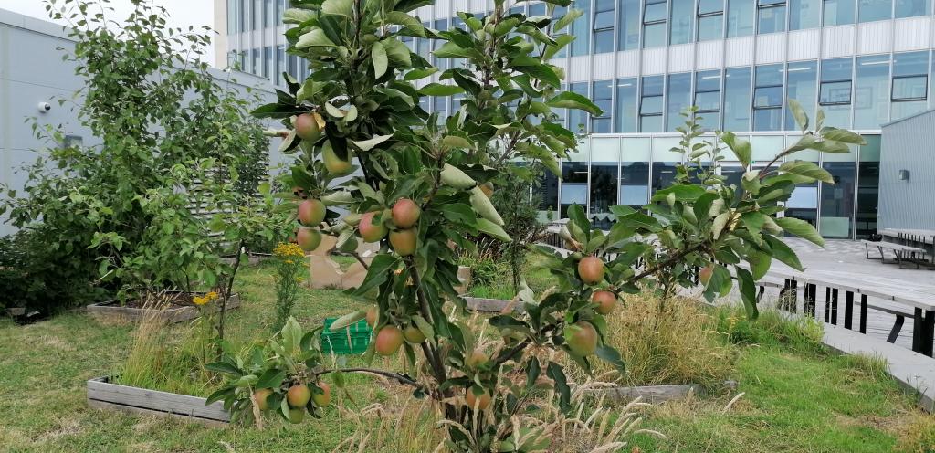 Photo showing apple tree growing in seventh floor garden of college