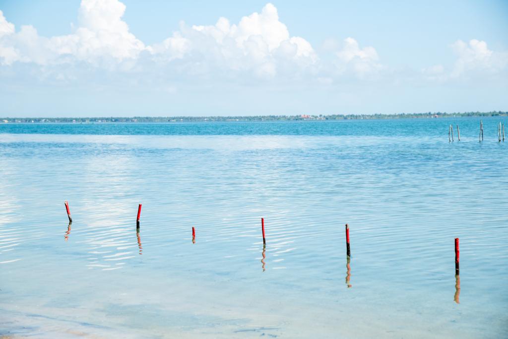 Image by Isabelle Law - Red sticks marking uncleared land