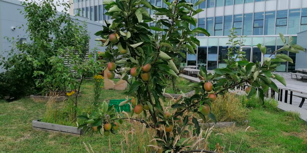 Our City Campus gardens and orchards close up of an apple tree.