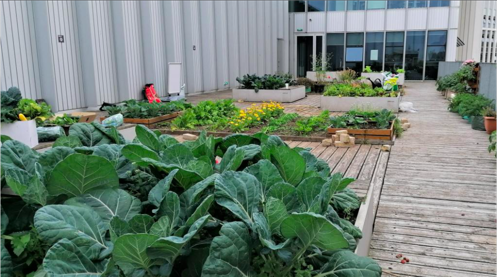 Our City Campus gardens and orchards with a variety of vegetables in raised planters