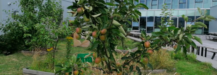 Our orchard at City campus and apple trees with lots of apples on them.